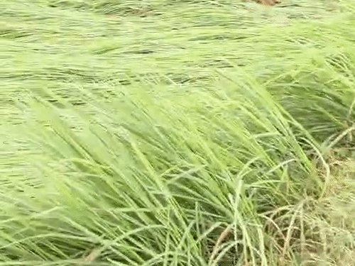 खेत में धान बिछा, मंडी में 50 हजार बोरी अटकी:अलीगढ़ में 65-70% कटाई योग्य धान अभी खेतों में, धनीपुर मंडी में 50 हजार बोरी की आवक, पर तौल-बिक्री ठप