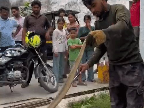 गाजियाबाद में सर्प का जोड़ा निकला, एक घंटे तक दहशत:मोदीनगर में वन विभााग की टीम ने रेस्क्यू किया, पकड़े जाने पर लोगों ने तालियां बजाईं