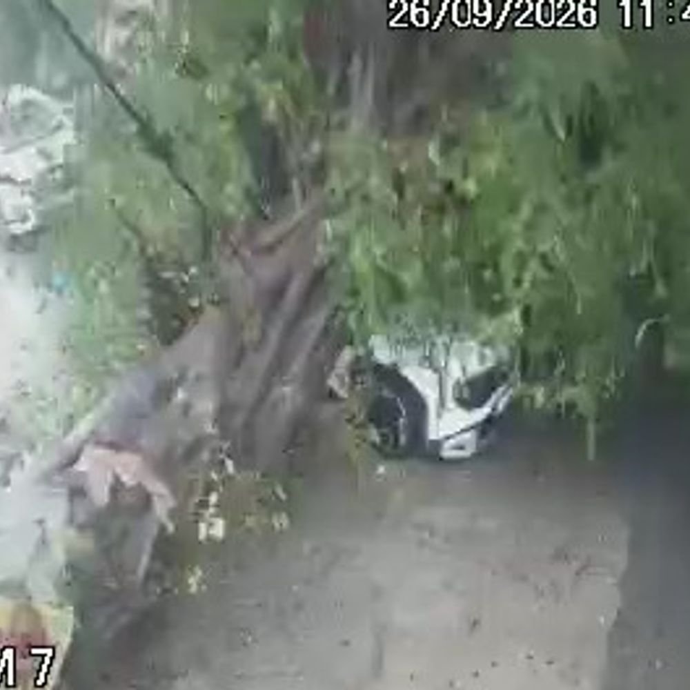 बरेली में कार पर जड़ समेत गिरा भारी पेड़:127 मिमी बारिश के बाद मॉडल टाउन में टला हादसा, CCTV में कैद