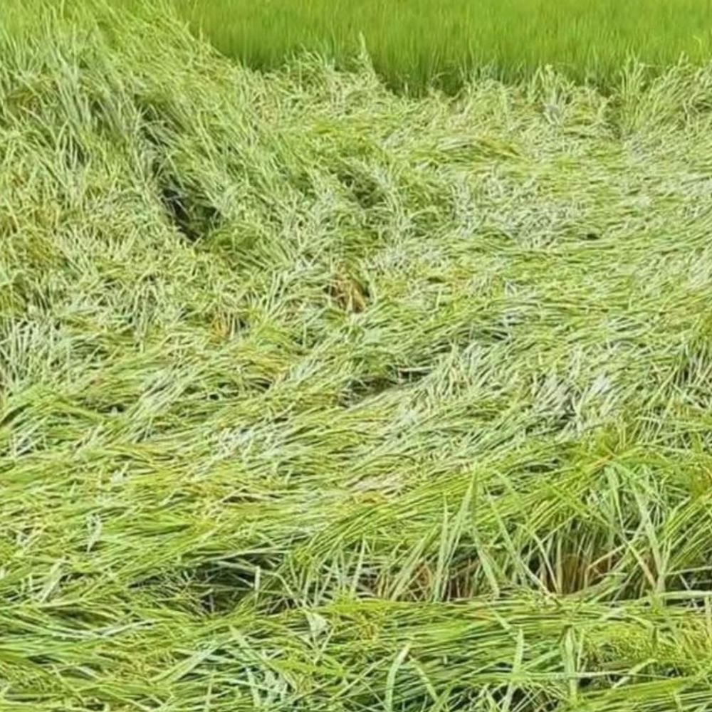 संतकबीरनगर में 55 घंटे से बारिश, बिजली व्यवस्था ठप:जगह - जगह पेड़ गिरे, आपातकालीन नंबर जारी; स्कूल बंद