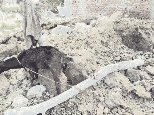 अयोध्या में ढही मिट्टी की दीवार:मलबे में दबकर 12 बकरियों की मौत, छह बकरी घायल, दो लाख का हुआ नुकसान