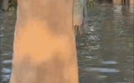 कुशीनगर में बाढ़ से कई गांव डूबे, लोग हाईवे पर:कुशीनगर में नारायणी नदी उफनी, गांवों में घुटनों से कमर तक पानी