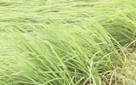 खेत में धान बिछा, मंडी में 50 हजार बोरी अटकी:अलीगढ़ में 65-70% कटाई योग्य धान अभी खेतों में, धनीपुर मंडी में 50 हजार बोरी की आवक, पर तौल-बिक्री ठप