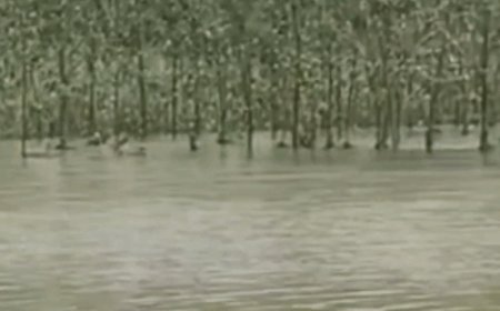 बिजनौर में गंगा नदी का पानी स्टेट हाईवे से उतरा:चांदपुर खादर में खतरा बरकरार, खेतों और जंगलों में अब भी भरा पानी