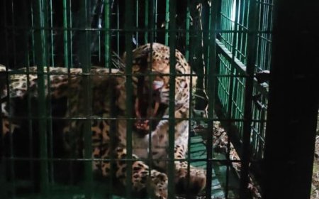 मुरादाबाद में पकड़ा गया 18वां तेंदुआ:वन विभाग को मिली बड़ी कामयाबी, कासमपुर में पिंजरे में कैद हुआ तेंदुआ
