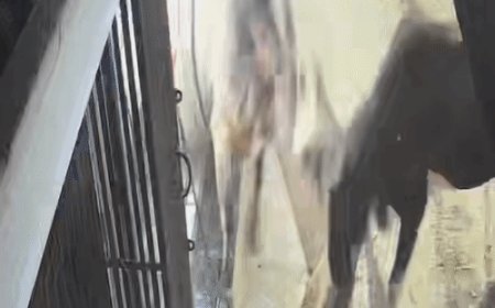 शाहजहांपुर में सर्राफा दुकान में घुसे लड़ते हुए सांड, VIDEO:दुकानदार ने काउंटर के पीछे छिपकर बचाई जान, 25 हजार का नुकसान