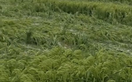 अमृतपुर में 250 मिमी बारिश से सड़कें तालाब बनीं:नदी-नालों का पानी रास्तों पर बहा, तेज हवा से खेतों में फसल बिछी