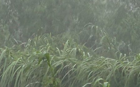 गोंडा में 65 घंटे बाद थमी मूसलाधार बारिश:20 लाख लोग बिजली-पानी को तरसे, खेतों में धान-गन्ने की फसलें बर्बाद
