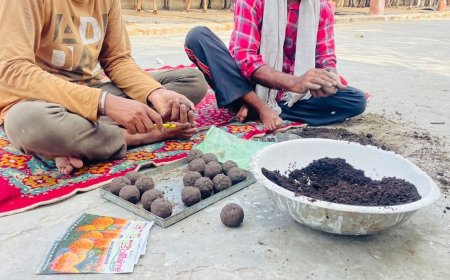 नगर निगम सीड बॉल से बंजर इलाकों में उगाएगा पौधे:सहारनपुर कान्हा गौशाला में गेंदे के बीज से बन रही सीड बॉल, बिना जुताई के उगेंगे पौधे