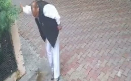 हापुड़ में अधिवक्ता पर बंदर का हमला:कोर्ट जाने के लिए निकले थे, अचानक सामने आया बंदर, पीछे हटकर बचाई जान