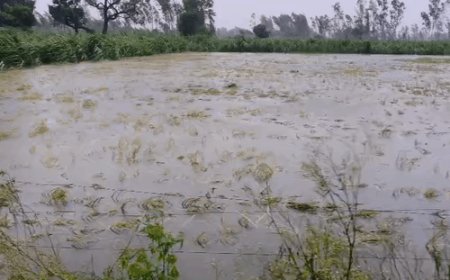 किसान ने पायल-मंगलसूत्र गिरवी रखकर की थी धान की खेती:शाहजहांपुर में बारिश में डूबी 3 बीघा फसल, किसान बोला- कर्ज कैसे चुकाएं