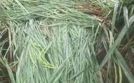 रायबरेली में बारिश से नुकसान का आकलन:डीएम सरनीत कौर ब्रोका ने जांच टीमें बनाईं, मकान, पशु और फसल नुकसान का होगा सर्वे