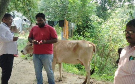 अमेठी में लम्पी वायरस से बचाव को टीकाकरण अभियान तेज:अब तक 85 हजार गोवंशीय पशुओं का हुआ टीकाकरण