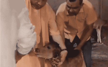 'आ जा...खा ले, शाबाश' बछड़े को दुलारते दिखे CM योगी:नन्हे बछड़े को गले लगाकर खिलाया गुड़; देखें VIDEO