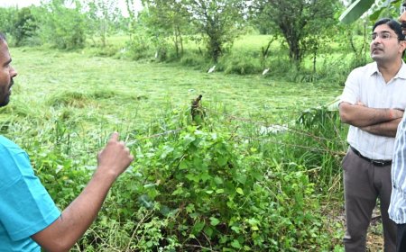 संभल में बारिश से फसलों को नुकसान की आशंका:डीएम ने खेतों में पहुंचकर देखा हाल, पात्र किसानों को नियमों के तहत राहत देने की तैयारी