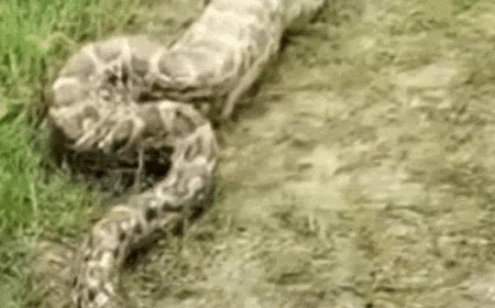 अजगर ने 20 किलो के नीलगाय के बच्चे को निगला...VIDEO:प्रयागराज के थरवई में 5 घंटे तक दहशत का माहौल, वन विभाग ने पकड़ा