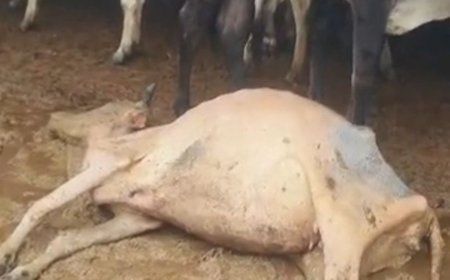 गौशालाओं में 20 गायों की मौत, 100 से ज्यादा चर्चा:डीएम ने एक जगह 20 की पुष्टि की, एनजीओ पर कार्रवाई होगी; बिना पोस्टमार्टम दफनाने का आरोप