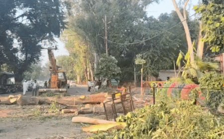 सर्किट-हाउस के पास निर्माण के लिए हटाए जा रहे पेड़:सीएम ग्रिड योजना के तहत चल रहा काम, लोगों में नाराजगी