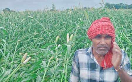औरैया में भीषण बारिश से बाजरे की फसल तबाह:खेतों में पानी भरने और तेज हवाओं से जमींदोज हुई फसल, किसान मुआवजे की आस में