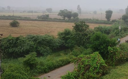 बागपत में मौसम बदला, धान की फसल को नुकसान:आसमान में छाए घने बादल, स्वास्थ्य विभाग ने जारी की एडवाइजरी