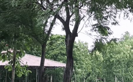 झांसी में चल रहीं ठंडी हवाएं:बीते 24 घंटे में हुई 28 मिमी. बारिश, आज हल्की बारिश के आसार