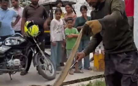 गाजियाबाद में सर्प का जोड़ा निकला, एक घंटे तक दहशत:मोदीनगर में वन विभााग की टीम ने रेस्क्यू किया, पकड़े जाने पर लोगों ने तालियां बजाईं