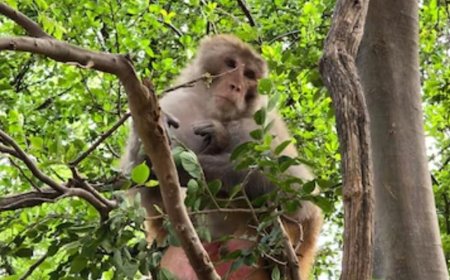 अयोध्या में बंदरों के लिए बनेगा ‘कपि वन’:2028 तक पूरा करने का लक्ष्य, शहर से दूर मिलेगा ठिकाना; DFO बोले- पौध किए जा रहे तैयार