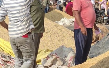 अवकाश के दिन खुली धनीपुर मंडी:अलीगढ़ में शनिवार को बारिश से थमा कारोबार रविवार को पटरी पर आया,चारों तरफ धान से भरी मंडी
