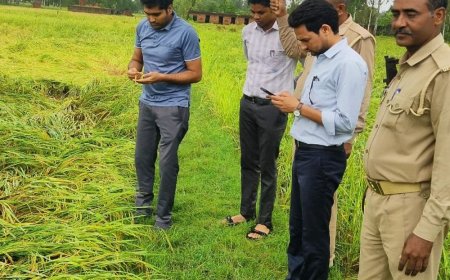 जलमग्न खेतों से धान निकालने को मजबूर किसान:कंबाइन नहीं पहुंचने पर घर लाकर किराए की मशीन से कर रहे थ्रेसिंग, 75% तक नुकसान