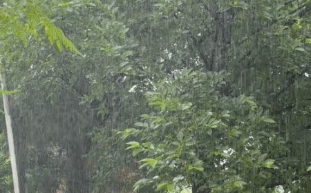प्रयागराज में 24 घंटे से रुक-रुककर बारिश:चल रही तेज हवाएं, तापमान गिरा, धान की फसल को नुकसान