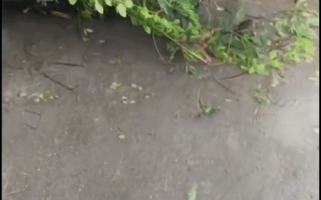 ड्यूटी पर जा रहे सफाई कर्मी पर गिरा पेड़:बस्ती के युवक की संतकबीरनगर में मौत, तेज बारिश-हवा के दौरान हुआ हादसा