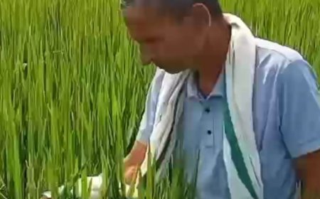 सॉयल हेल्थ कार्ड से किसानों की लागत घटी, फसल सुधरी:मिट्टी की जांच से मिला खाद का सही हिसाब, बदली खेती की तस्वीर