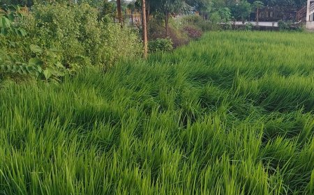 सुल्तानपुर में अतिवृष्टि से फसलों को भारी नुकसान:धान की फसल को सबसे ज्यादा असर, दलहन और तिलहन की फसलों पर भी असर