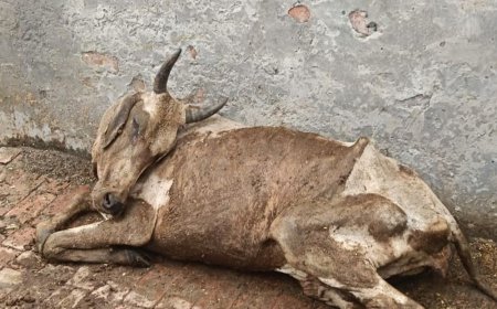 बदायूं में गोवंशों की मौत पर कार्रवाई में दोहरा रवैया:कहीं सचिव सस्पेंड, तो कहीं गोवध अधिनियम में केस दर्ज