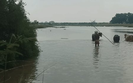 फेफना में गंगा का जलस्तर फिर तेजी से बढ़ा:चितबड़ागांव टोंस नदी भी उफान पर, निचले इलाकों में खतरा मंडराया; निगरानी की मांग