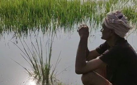 पांडु नदी का पानी खेतों में घुसा, फसल प्रभावित:रसूलाबाद-शिवली के 25 गांवों में मुश्किलें बरकरार, प्रशासन कर रहा निगरानी