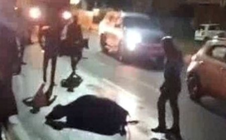 अयोध्या सहादतगंज बाईपास पर ट्रक ने 5 भैंसों को कुचला:2 की मौत, सड़क पार कर रही थीं भैंसें, घटना के बाद ट्रक फरार