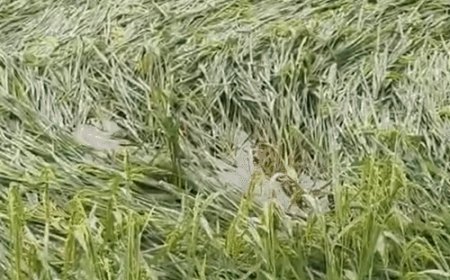 प्रयागराज में 2 लाख हेक्टेयर फसल हुई बर्बाद:खेतों में बिछी धान की पकी फसल, सोरांव, फूलपुर, होलागढ़ में सबसे ज्यादा नुकसान