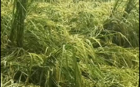 फर्रुखाबाद में तीन दिन की बारिश से खेतों में बर्बादी:10 साल का रिकॉर्ड टूटा, धान की फसल गिरी, किसान चिंतित