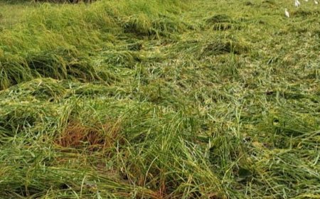 मेरठ में बारिश से धान-गन्ने की फसल खराब:खेतों में पानी भरने से पौध गलने की आशंका, जमीन पर बिछ गई फसलें