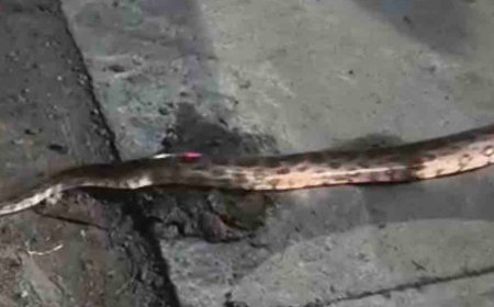 कानपुर के पार्क में 2 मीटर लंबा अजगर दिखा:वन विभाग को दी गई सूचना, लोग बोले-यहां रोज बड़ी संख्या में बच्चे खेलने आते हैं