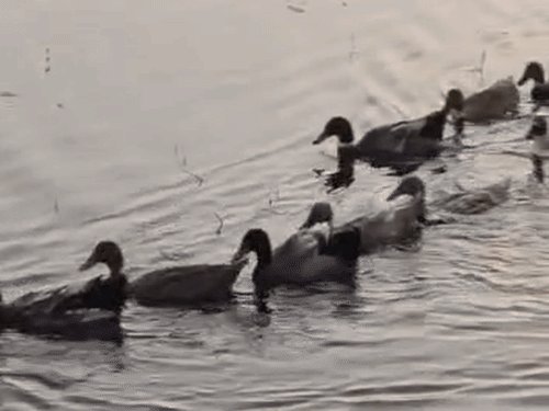 उन्नाव में गंगा का जलस्तर 111.30 मीटर पर पहुंचा:24 घंटे में 4 सेंटीमीटर की गिरावट, चेतावनी बिंदु से 70 सेमी नीचे आया
