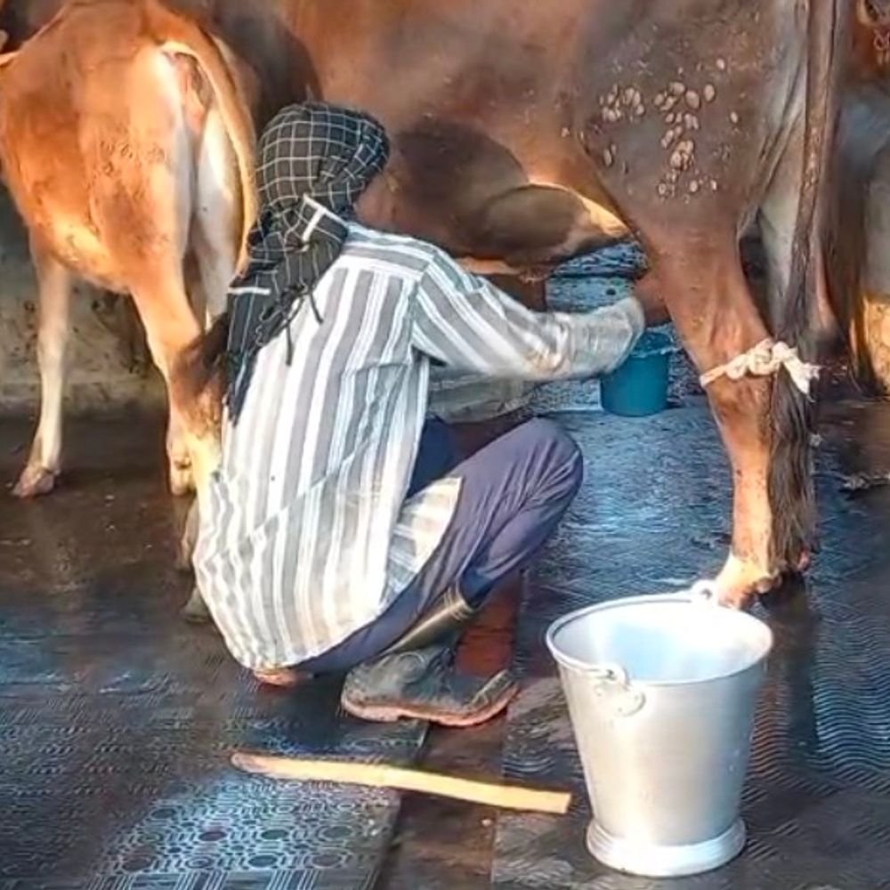 सहारनपुर की गौशाला में गायों के लिए म्यूजिक सिस्टम लगाया:तनाव घटाने और दूध बढ़ाने के लिए किया गया अनोखा प्रयोग, पशुओं को मिलेगा सुकून
