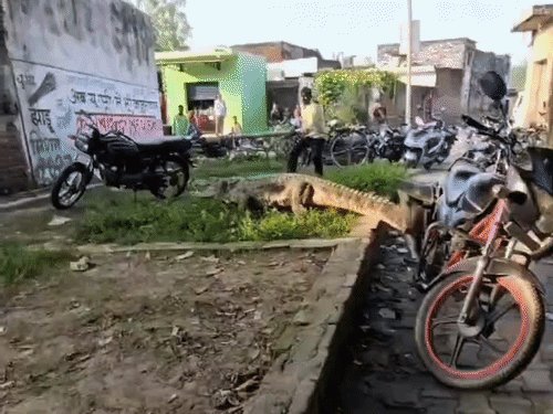 शाहजहांपुर में मकान के पास पहुंचा मगरमच्छ:वन विभाग ने 2 घंटे में पकड़ा, बल्ली से दबाकर किया काबू
