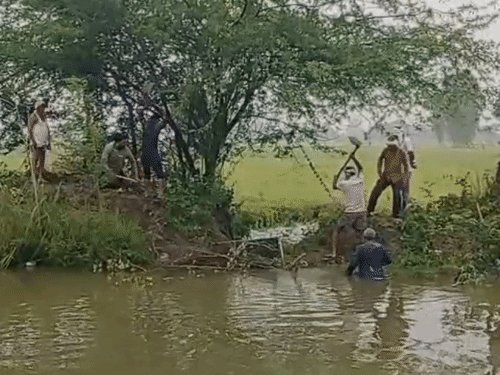 3 दिन की बारिश से धान-बाजरा की फसल खराब:इटावा कृषि विभाग ने सर्वे शुरू किया, 25% तक नुकसान का अनुमान; बीमित किसानों को मिलेगी भरपाई