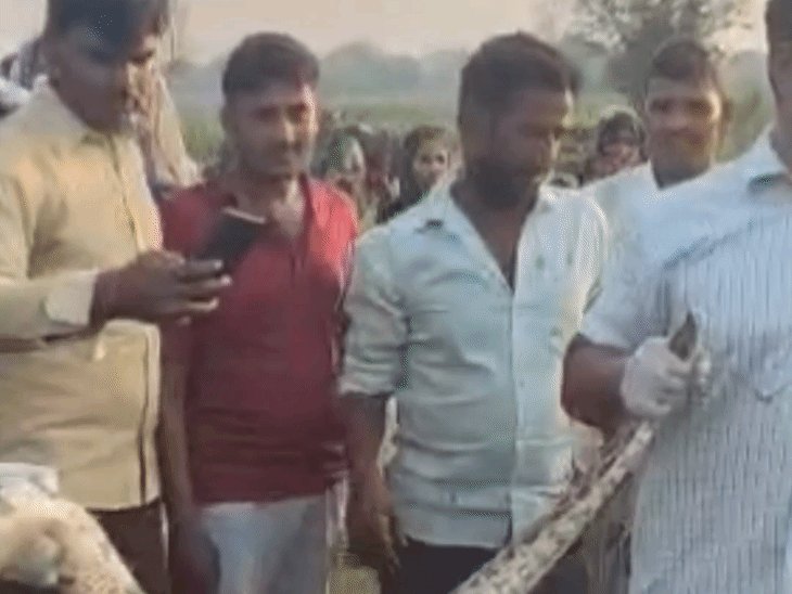 हरदोई के खेत में निकला विशाल अजगर, VIDEO:देखने उमड़ी भीड़, वन विभाग ने रेस्क्यू कर जंगल में छोड़ा