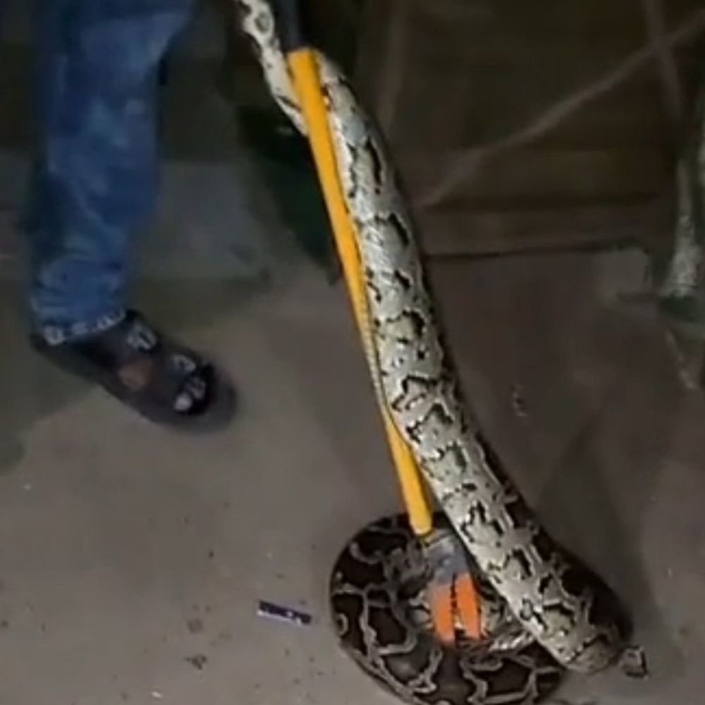 जड़ी-बूटी बेचने वाले के टेंट में निकला अजगर:वन विभाग की टीम ने रेस्क्यू किया, बहराइच-लखनऊ बाईपास पर दिखा