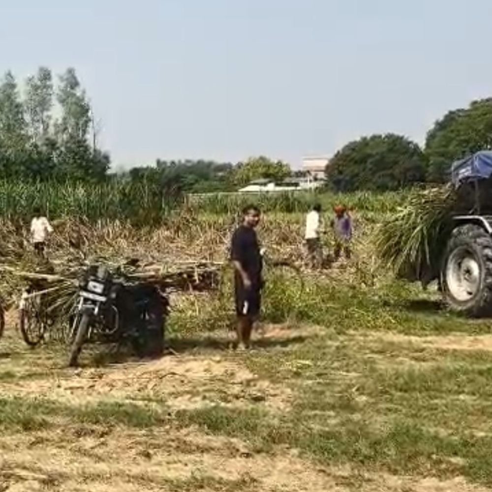 सीएम के लिए तीन हरे आम के पेड़ काटे:हेलीपैड बनाने के चक्कर में एक बीघा गन्ने की फसल भी हटाई गई