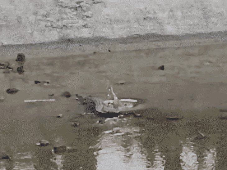 एटा में नहर में दिखा मगरमच्छ,VIDEO:पानी कम होने पर दिखा, पुलिस और वन विभाग को दी गई सूचना