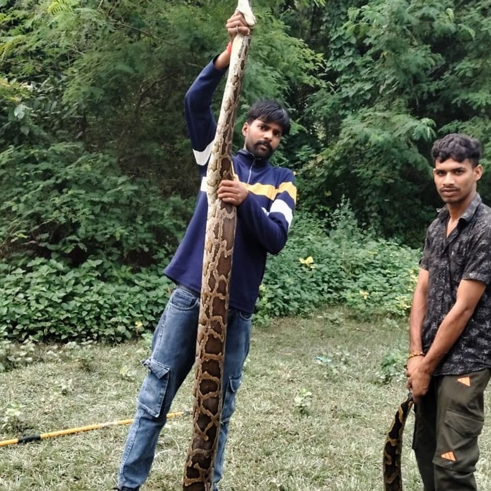 लखीमपुर के निघासन में मिला 15 फीट लंबा अजगर, VIDEO:वन विभाग ने ग्रामीणों की मदद से 30 मिनट में किया रेस्क्यू, जंगल में छोड़ा